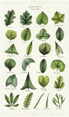 Cavallini & Co. Tea Towel - Botany Leaves