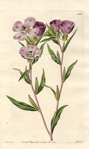 Long-branched OEnothera