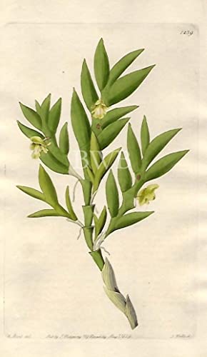 Two-edged Dendrobium