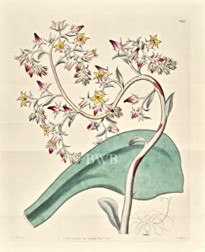 Gibbous-flowered Echeveria
