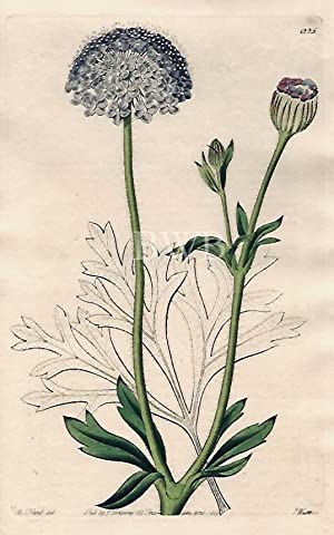 Blue-flowered Trachymene