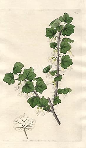 Bristly-stemmed Gooseberry