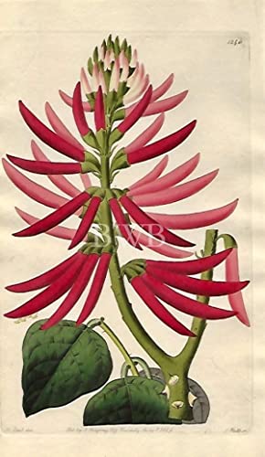 Naked-flowering Erythrina