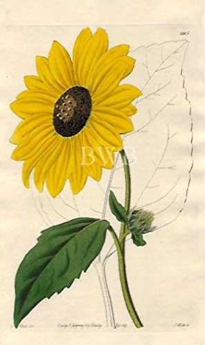 Californian Sun-flower