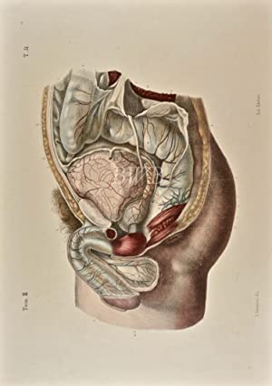 Anatomia chirurgica delle vie orinarie dell'uomo [Surgical anatomy of man s urinary tract, 1]
