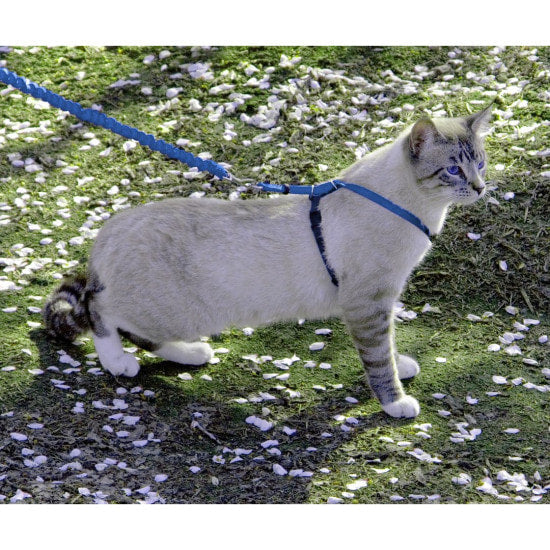 Cat Harness, Medium (multiple colors)